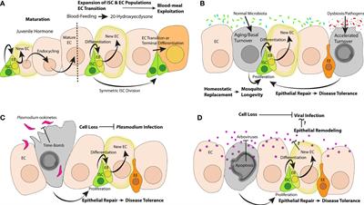 Midgut Epithelial Dynamics Are Central to Mosquitoes’ Physiology and Fitness, and to the Transmission of Vector-Borne Disease